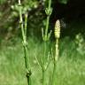 Fotografia 16 da espécie Equisetum palustre do Jardim Botânico UTAD