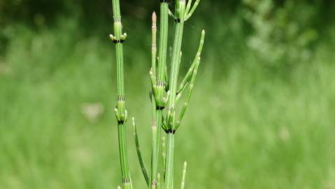 Fotografia da espécie Equisetum palustre