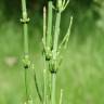 Fotografia 17 da espécie Equisetum palustre do Jardim Botânico UTAD