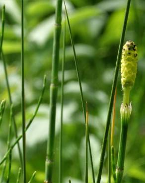 Fotografia 18 da espécie Equisetum palustre no Jardim Botânico UTAD