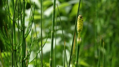 Fotografia da espécie Equisetum palustre