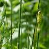 Fotografia 18 da espécie Equisetum palustre do Jardim Botânico UTAD