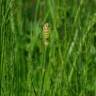 Fotografia 19 da espécie Equisetum palustre do Jardim Botânico UTAD