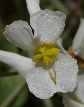 Fotografia 5 da espécie Sarcocapnos enneaphylla no Jardim Botânico UTAD
