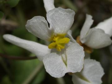 Fotografia da espécie Sarcocapnos enneaphylla