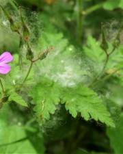 Fotografia da espécie Geranium robertianum