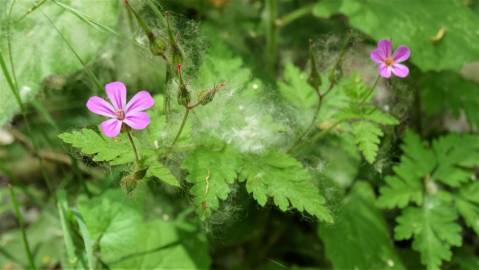 Fotografia da espécie Geranium robertianum subesp. robertianum