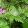 Fotografia 1 da espécie Geranium robertianum subesp. robertianum do Jardim Botânico UTAD