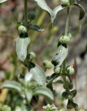 Fotografia 1 da espécie Mercurialis tomentosa no Jardim Botânico UTAD