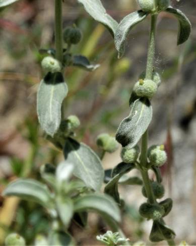 Fotografia de capa Mercurialis tomentosa - do Jardim Botânico