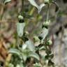 Fotografia 1 da espécie Mercurialis tomentosa do Jardim Botânico UTAD