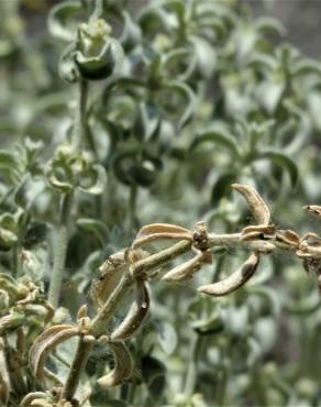 Fotografia 6 da espécie Mercurialis tomentosa no Jardim Botânico UTAD