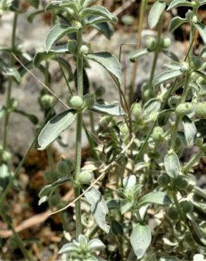 Fotografia 7 da espécie Mercurialis tomentosa no Jardim Botânico UTAD