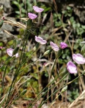 Fotografia 5 da espécie Dianthus pungens subesp. brachyanthus no Jardim Botânico UTAD