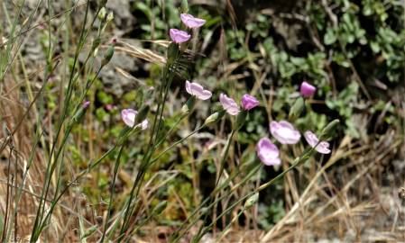 Fotografia da espécie Dianthus pungens subesp. brachyanthus