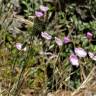 Fotografia 5 da espécie Dianthus pungens subesp. brachyanthus do Jardim Botânico UTAD