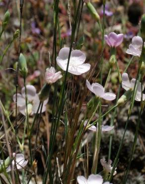 Fotografia 6 da espécie Dianthus pungens subesp. brachyanthus no Jardim Botânico UTAD