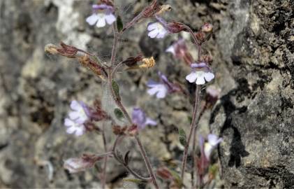 Fotografia da espécie Chaenorhinum segoviense subesp. segoviense