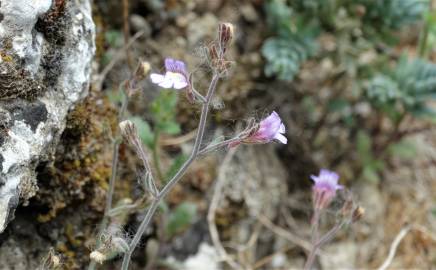 Fotografia da espécie Chaenorhinum segoviense subesp. segoviense