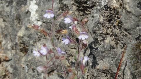 Fotografia da espécie Chaenorhinum segoviense subesp. segoviense