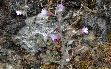 Fotografia da espécie Chaenorhinum segoviense subesp. segoviense