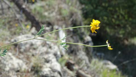 Fotografia da espécie Coronilla glauca