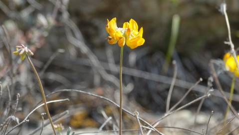 Fotografia da espécie Coronilla glauca