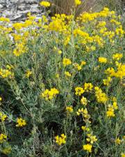 Fotografia da espécie Coronilla glauca