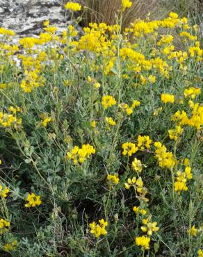 Fotografia 1 da espécie Coronilla glauca no Jardim Botânico UTAD