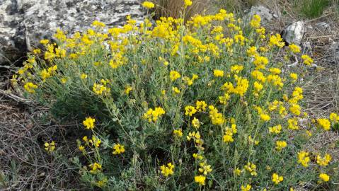 Fotografia da espécie Coronilla glauca