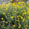 Fotografia 1 da espécie Coronilla glauca do Jardim Botânico UTAD