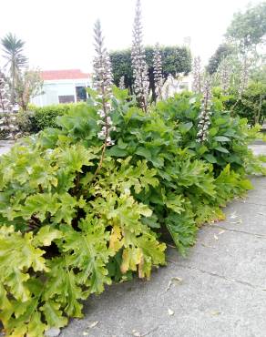 Fotografia 25 da espécie Acanthus mollis no Jardim Botânico UTAD