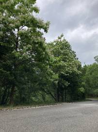 Fotografia da espécie Catalpa bignonioides