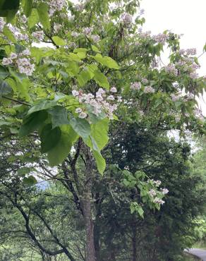 Fotografia 19 da espécie Catalpa bignonioides no Jardim Botânico UTAD