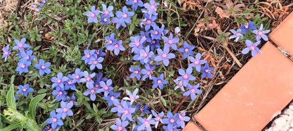 Fotografia da espécie Anagallis monelli