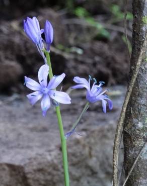 Fotografia 12 da espécie Hyacinthoides hispanica no Jardim Botânico UTAD