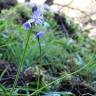 Fotografia 13 da espécie Hyacinthoides hispanica do Jardim Botânico UTAD