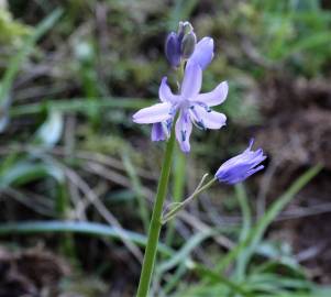 Fotografia da espécie Hyacinthoides hispanica