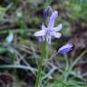 Fotografia 14 da espécie Hyacinthoides hispanica do Jardim Botânico UTAD