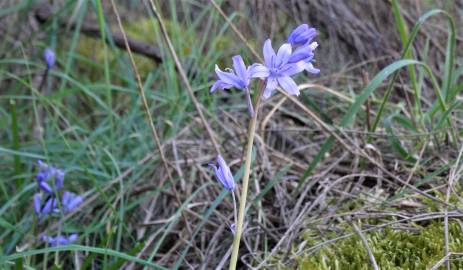 Fotografia da espécie Hyacinthoides hispanica