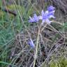 Fotografia 15 da espécie Hyacinthoides hispanica do Jardim Botânico UTAD