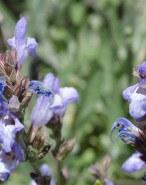 Fotografia 8 da espécie Salvia lavandulifolia subesp. lavandulifolia no Jardim Botânico UTAD