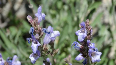 Fotografia da espécie Salvia lavandulifolia subesp. lavandulifolia