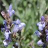 Fotografia 8 da espécie Salvia lavandulifolia subesp. lavandulifolia do Jardim Botânico UTAD