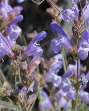 Fotografia da espécie Salvia lavandulifolia