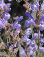 Salvia lavandulifolia subesp. lavandulifolia