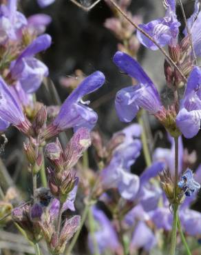 Fotografia 1 da espécie Salvia lavandulifolia subesp. lavandulifolia no Jardim Botânico UTAD