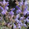 Fotografia 1 da espécie Salvia lavandulifolia subesp. lavandulifolia do Jardim Botânico UTAD