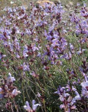 Fotografia 9 da espécie Salvia lavandulifolia subesp. lavandulifolia no Jardim Botânico UTAD