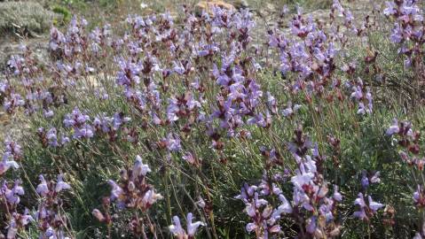 Fotografia da espécie Salvia lavandulifolia subesp. lavandulifolia